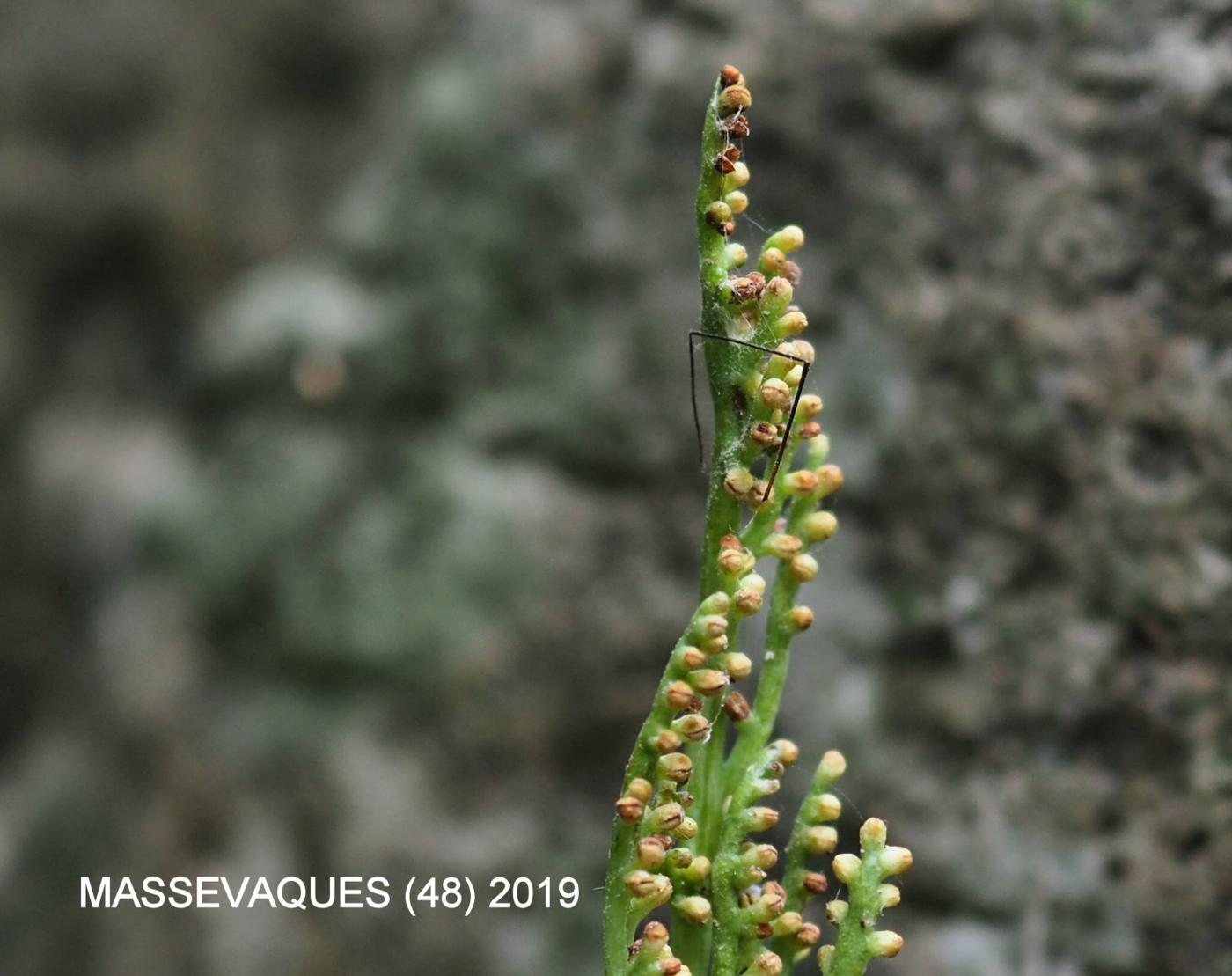 Moonwort, Daisy-leaved fruit